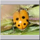 Hippodamia variegata - Variabeler Flach-Marienkaefer 01b.jpg